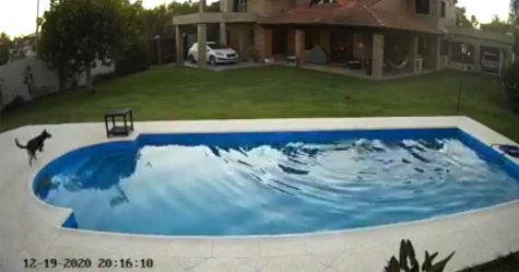 Une chienne a été filmée en train de sauver son amie de 14 ans tombée dans une piscine