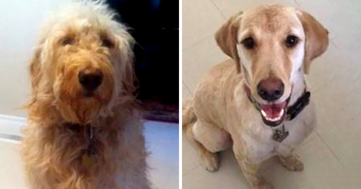 Ces gens ont emmené leur chien chez le toiletteur et ont cru récupérer le mauvais toutou