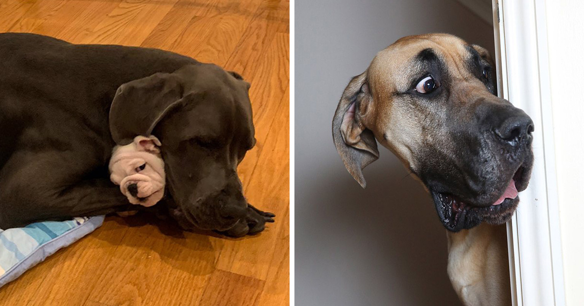 Ces dogues allemands énormes n’ont aucune idée à quel point ils sont grands