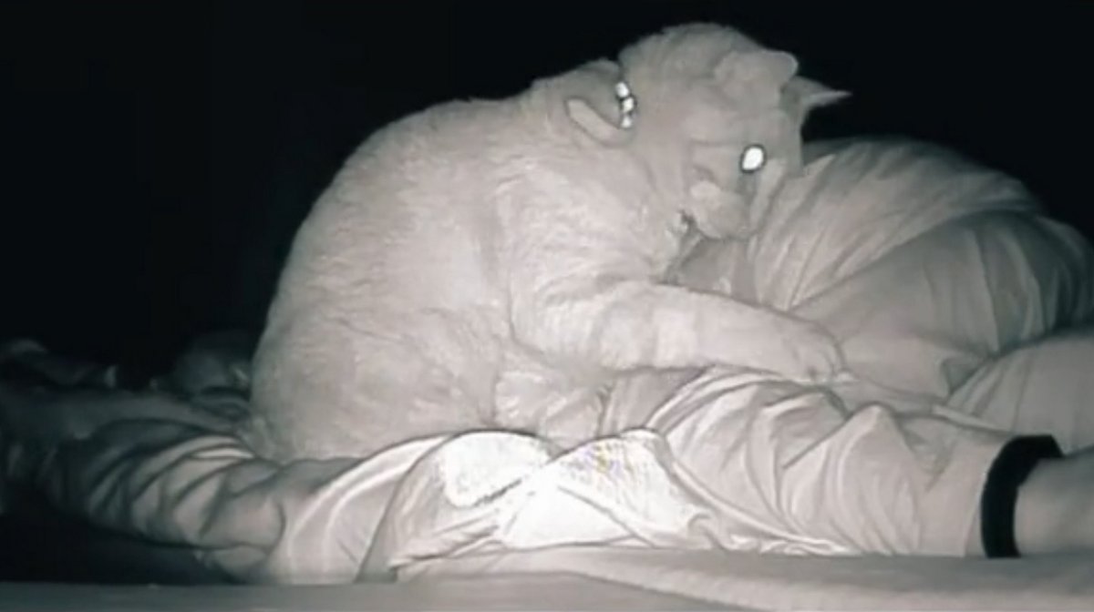 Une femme se réveille toujours fatiguée, alors elle installe une caméra et aperçoit son chat qui tape son corps pendant 4 heures d’affilée