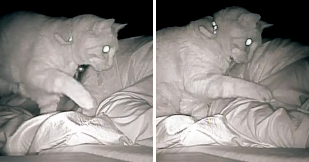 Une femme se réveille toujours fatiguée, alors elle installe une caméra et aperçoit son chat qui tape son corps pendant 4 heures d’affilée