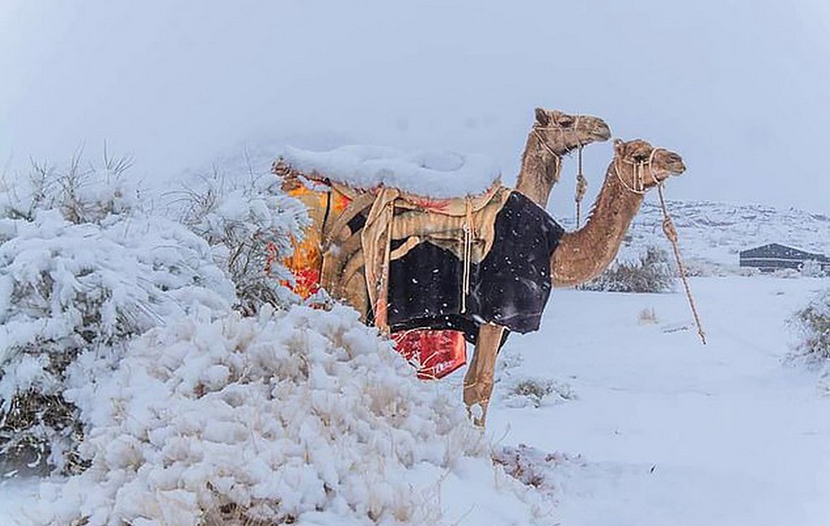 des-flocons-de-neige-sont-tomb-s-sur-le-d-sert-du-sahara-et-les-photos