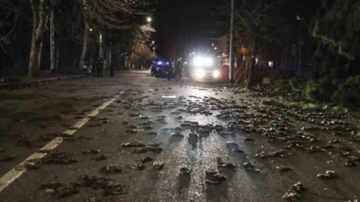 Des centaines d’oiseaux trouvés morts dans les rues après le feu d’artifice du Nouvel An à Rome