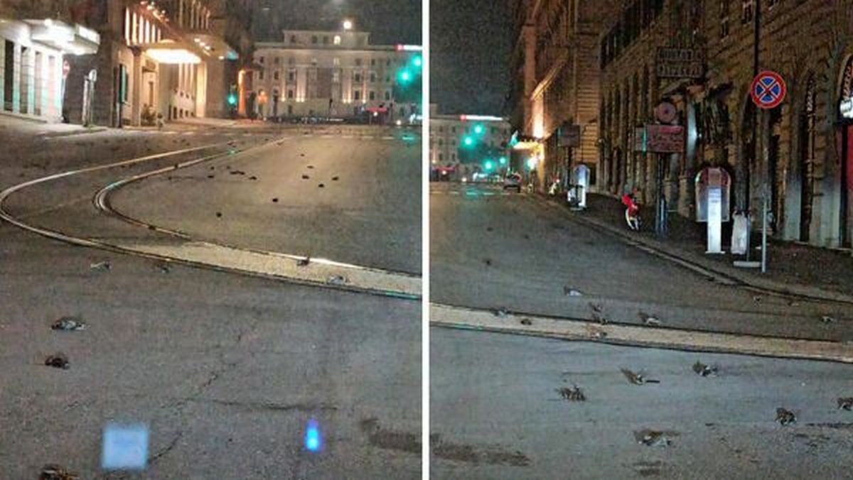 Des centaines d’oiseaux trouvés morts dans les rues après le feu d’artifice du Nouvel An à Rome