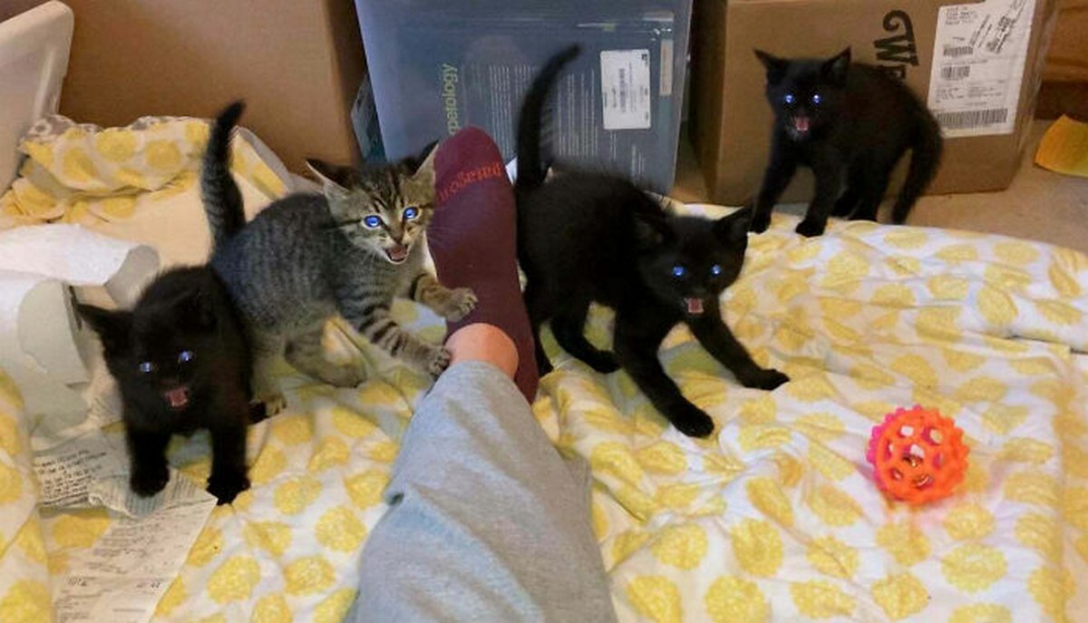 Ce groupe en ligne célèbre les chatons qui sont « illégalement petits et mignons » et voici les 22 photos les plus adorables