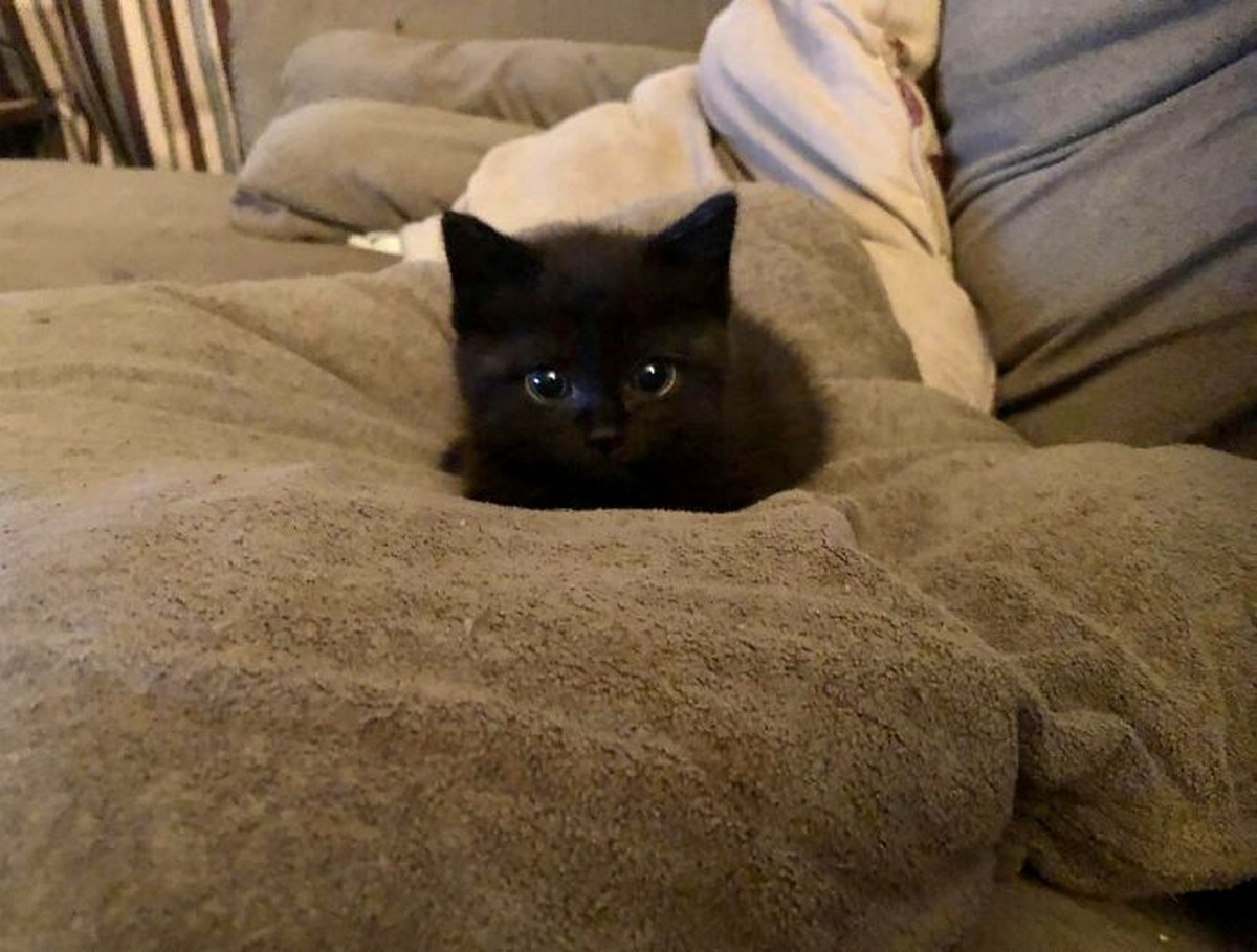 Ce groupe en ligne célèbre les chatons qui sont « illégalement petits et mignons » et voici les 22 photos les plus adorables