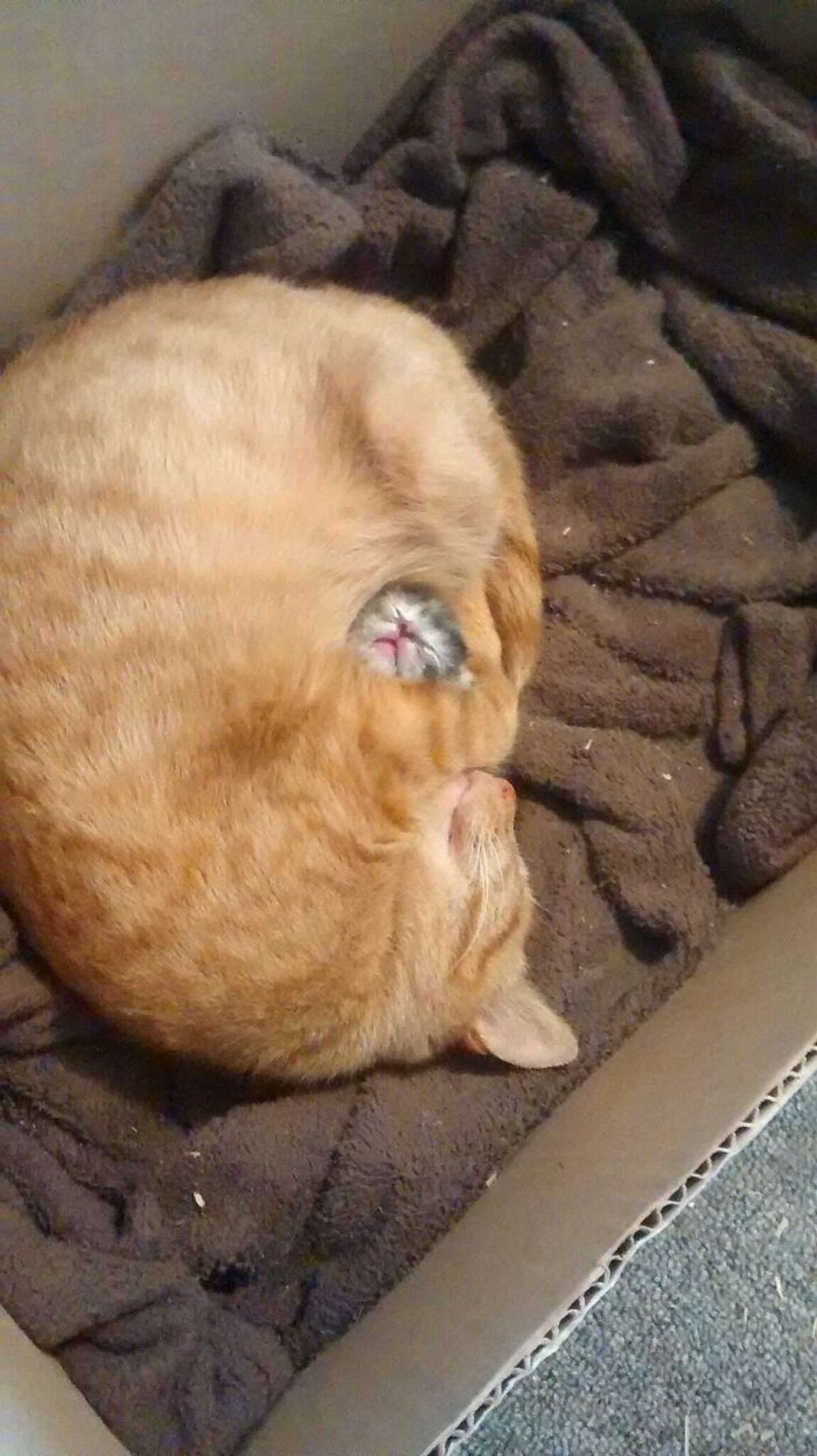 Ce groupe en ligne célèbre les chatons qui sont « illégalement petits et mignons » et voici les 22 photos les plus adorables