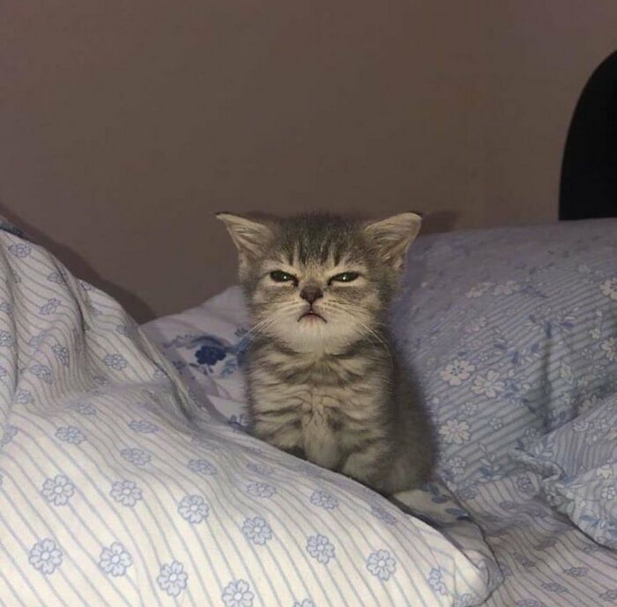 Ce groupe en ligne célèbre les chatons qui sont « illégalement petits et mignons » et voici les 22 photos les plus adorables