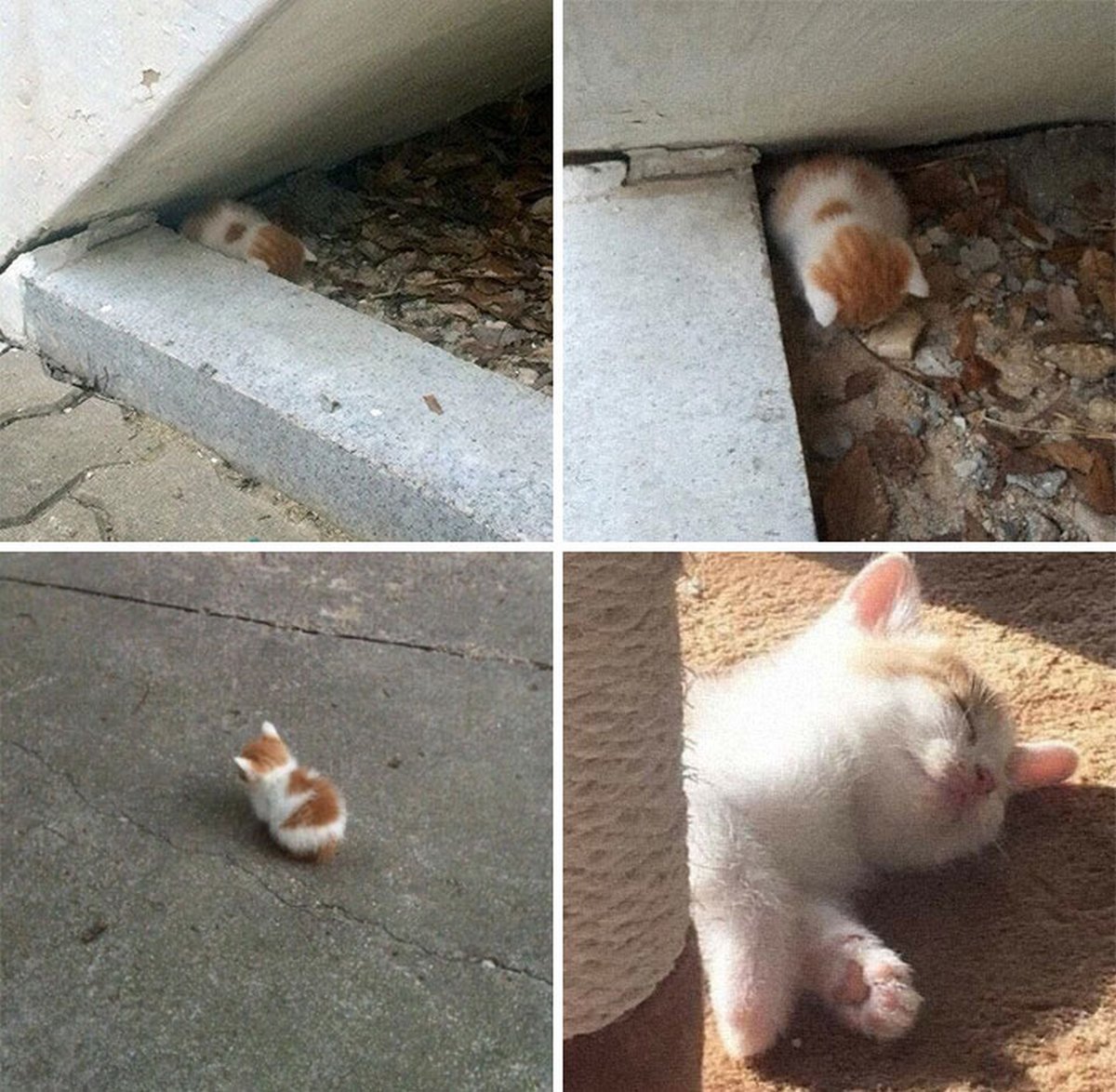 Ce groupe en ligne célèbre les chatons qui sont « illégalement petits et mignons » et voici les 22 photos les plus adorables