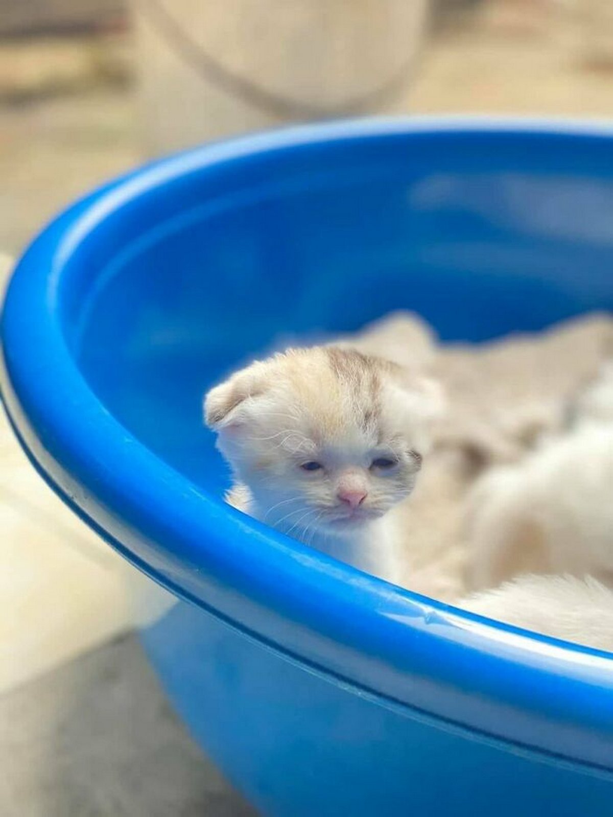 Ce groupe en ligne célèbre les chatons qui sont « illégalement petits et mignons » et voici les 22 photos les plus adorables
