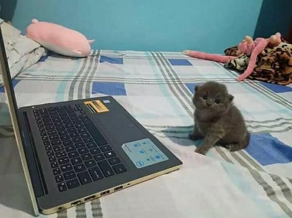 Ce groupe en ligne célèbre les chatons qui sont « illégalement petits et mignons » et voici les 22 photos les plus adorables