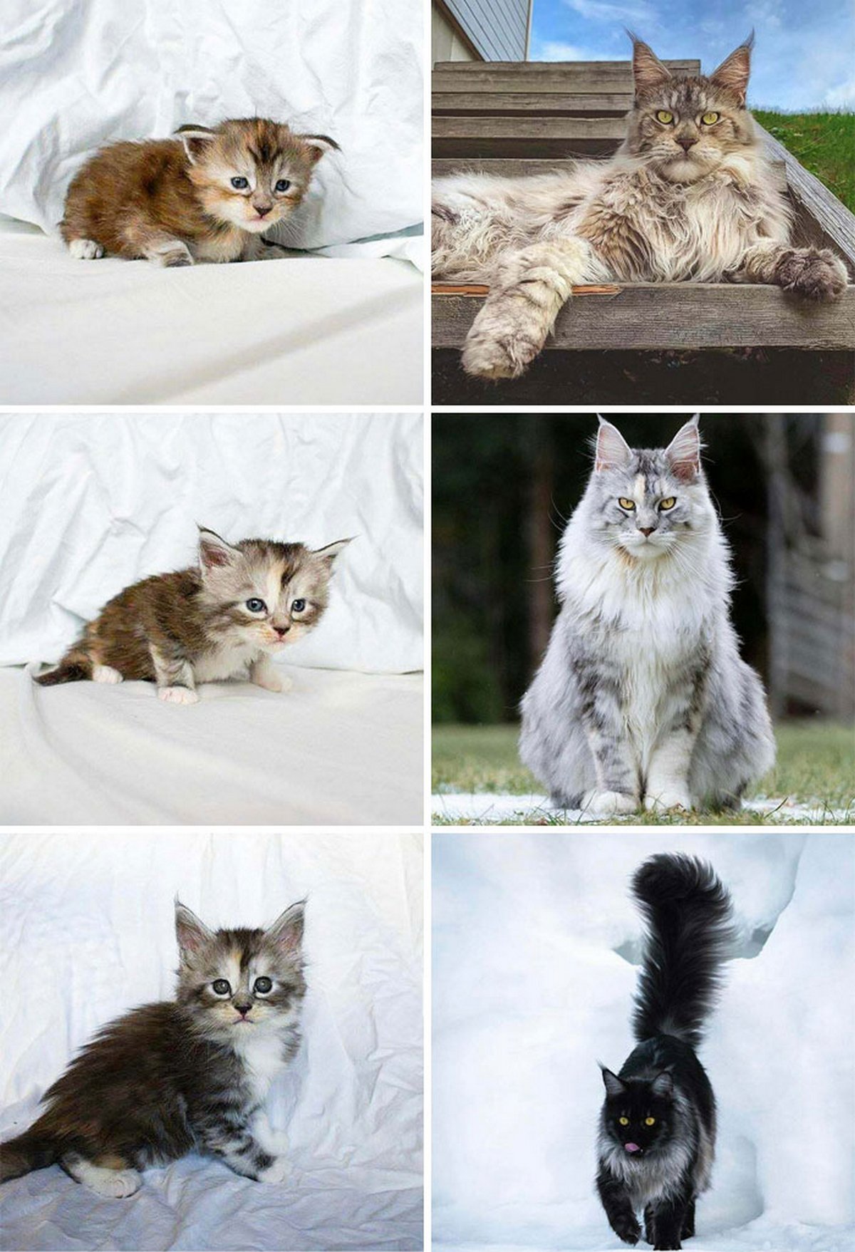 Ce groupe en ligne célèbre les chatons qui sont « illégalement petits et mignons » et voici les 22 photos les plus adorables