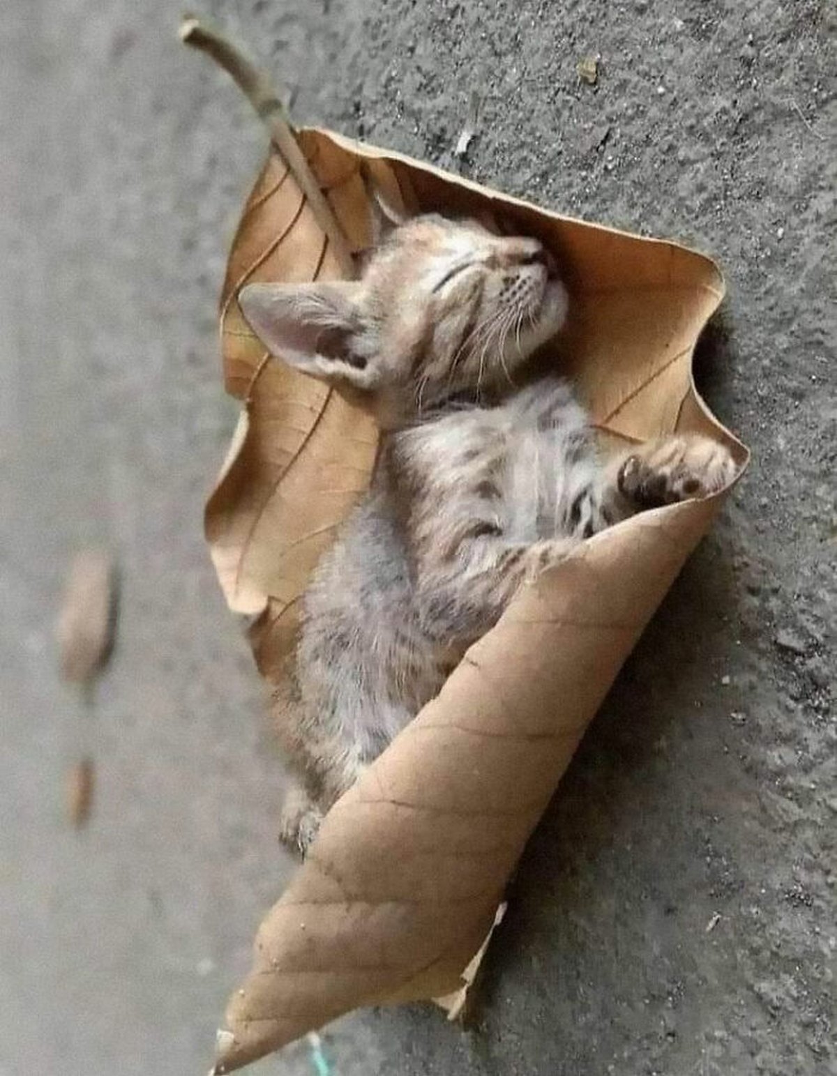 Ce groupe en ligne célèbre les chatons qui sont « illégalement petits et mignons » et voici les 22 photos les plus adorables