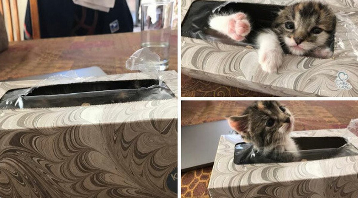 Ce groupe en ligne célèbre les chatons qui sont « illégalement petits et mignons » et voici les 22 photos les plus adorables