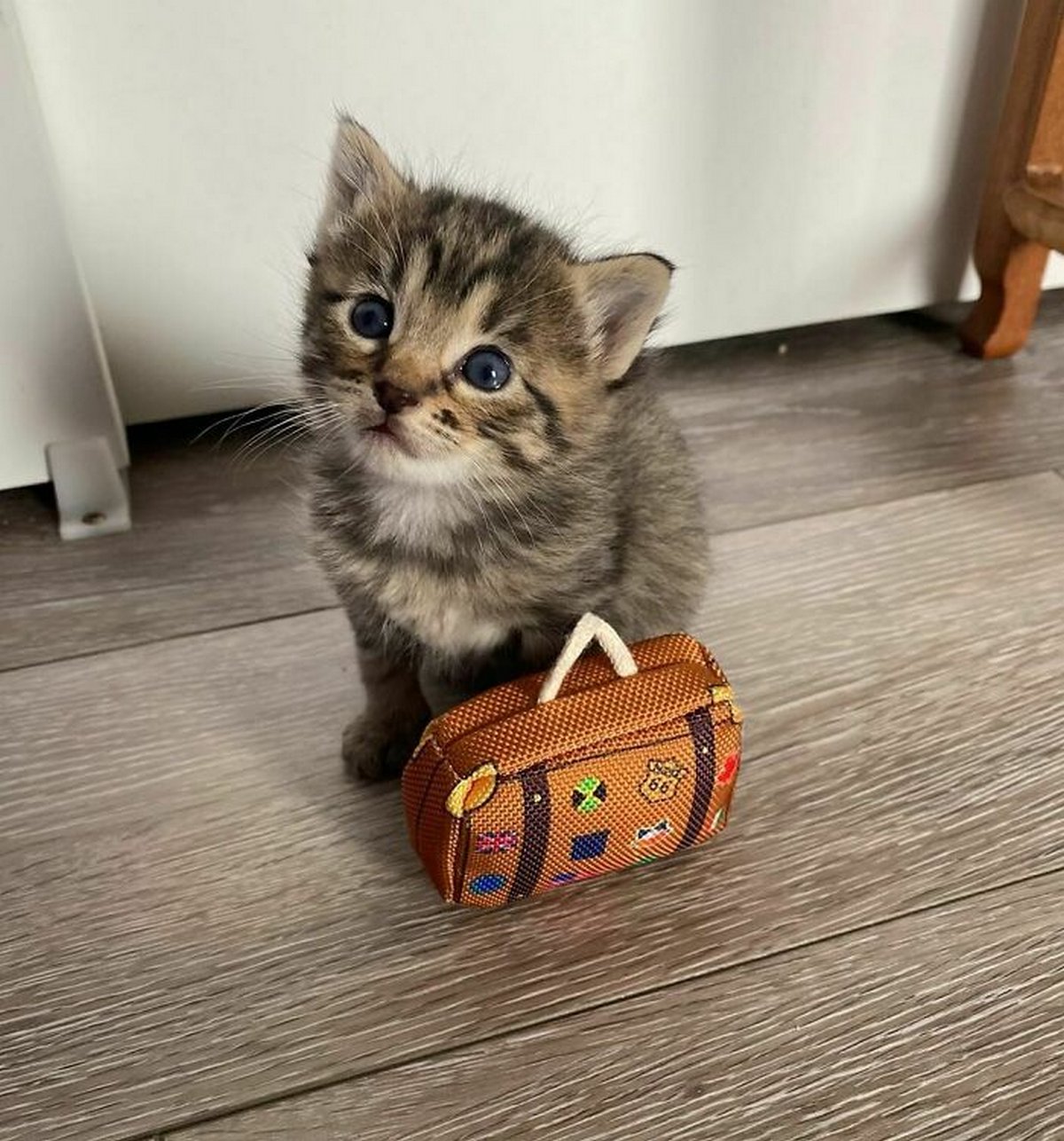 Ce groupe en ligne célèbre les chatons qui sont « illégalement petits et mignons » et voici les 22 photos les plus adorables