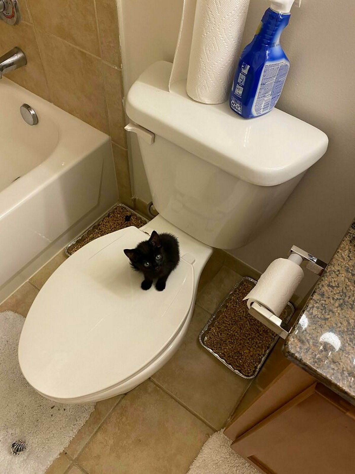 Ce groupe en ligne célèbre les chatons qui sont « illégalement petits et mignons » et voici les 22 photos les plus adorables