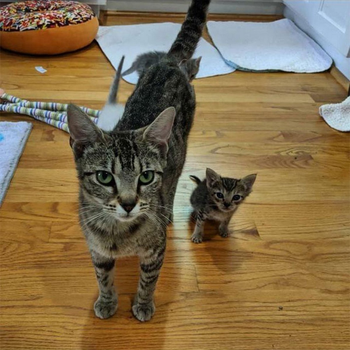 Ce groupe en ligne célèbre les chatons qui sont « illégalement petits et mignons » et voici les 22 photos les plus adorables