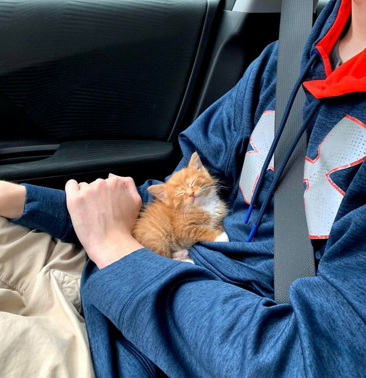 Ce groupe en ligne célèbre les chatons qui sont « illégalement petits et mignons » et voici les 22 photos les plus adorables