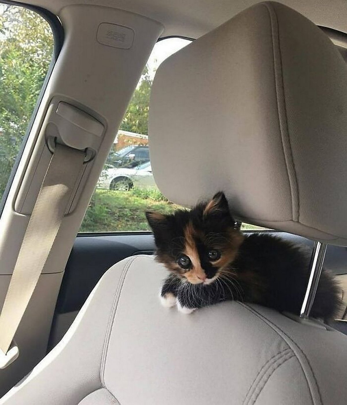 Ce groupe en ligne célèbre les chatons qui sont « illégalement petits et mignons » et voici les 22 photos les plus adorables