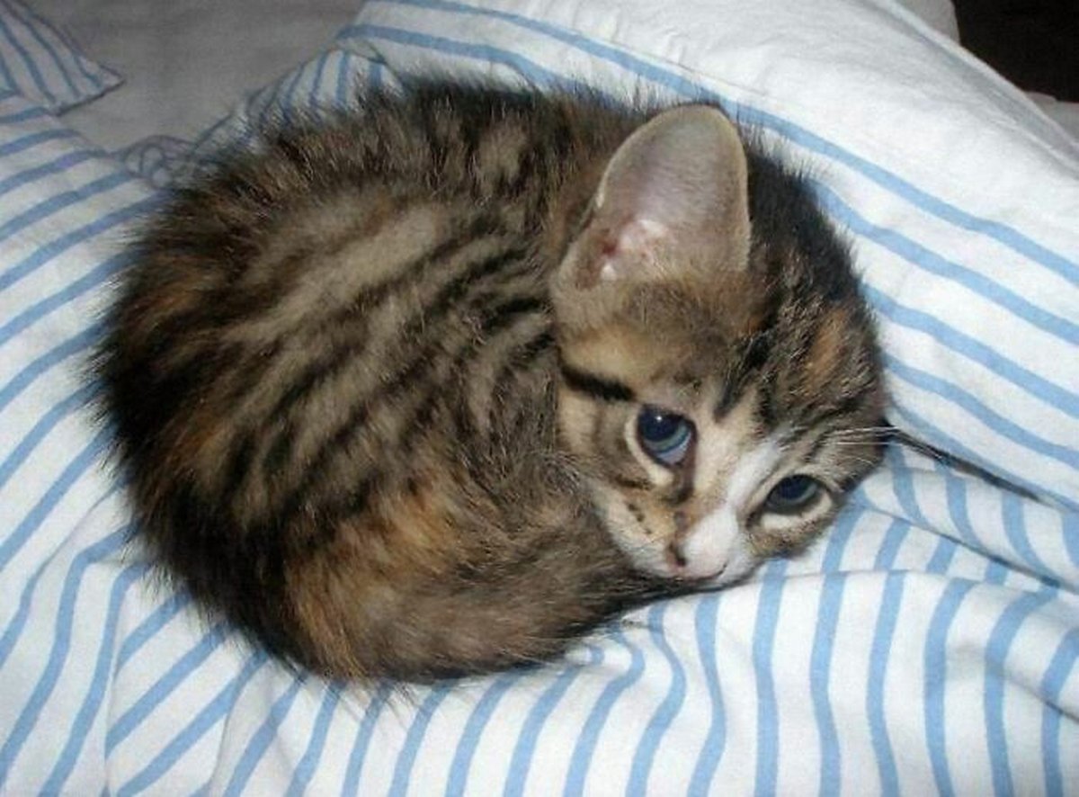 Ce groupe en ligne célèbre les chatons qui sont « illégalement petits et mignons » et voici les 22 photos les plus adorables