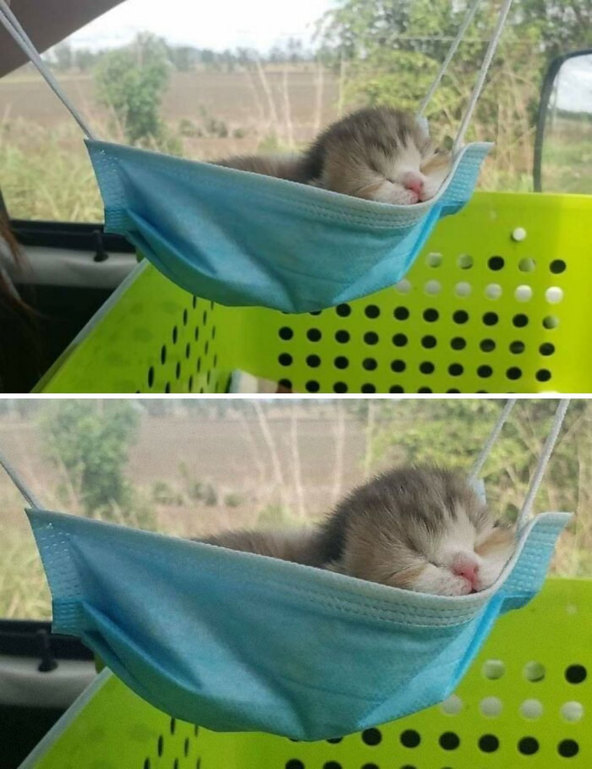 Ce groupe en ligne célèbre les chatons qui sont « illégalement petits et mignons » et voici les 22 photos les plus adorables