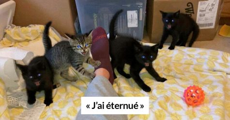 Ce groupe en ligne célèbre les chatons qui sont « illégalement petits et mignons » et voici les 22 photos les plus adorables