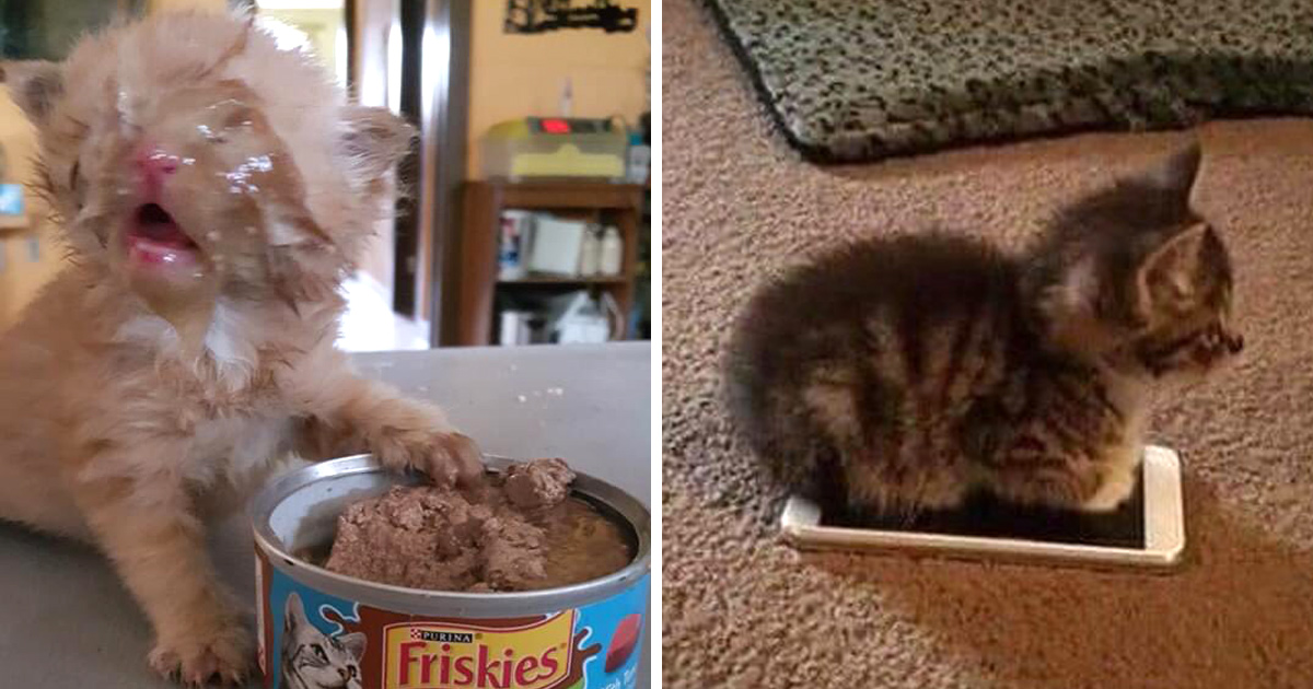 Voici d’excellentes raisons pour lesquelles vous devriez avoir un chat