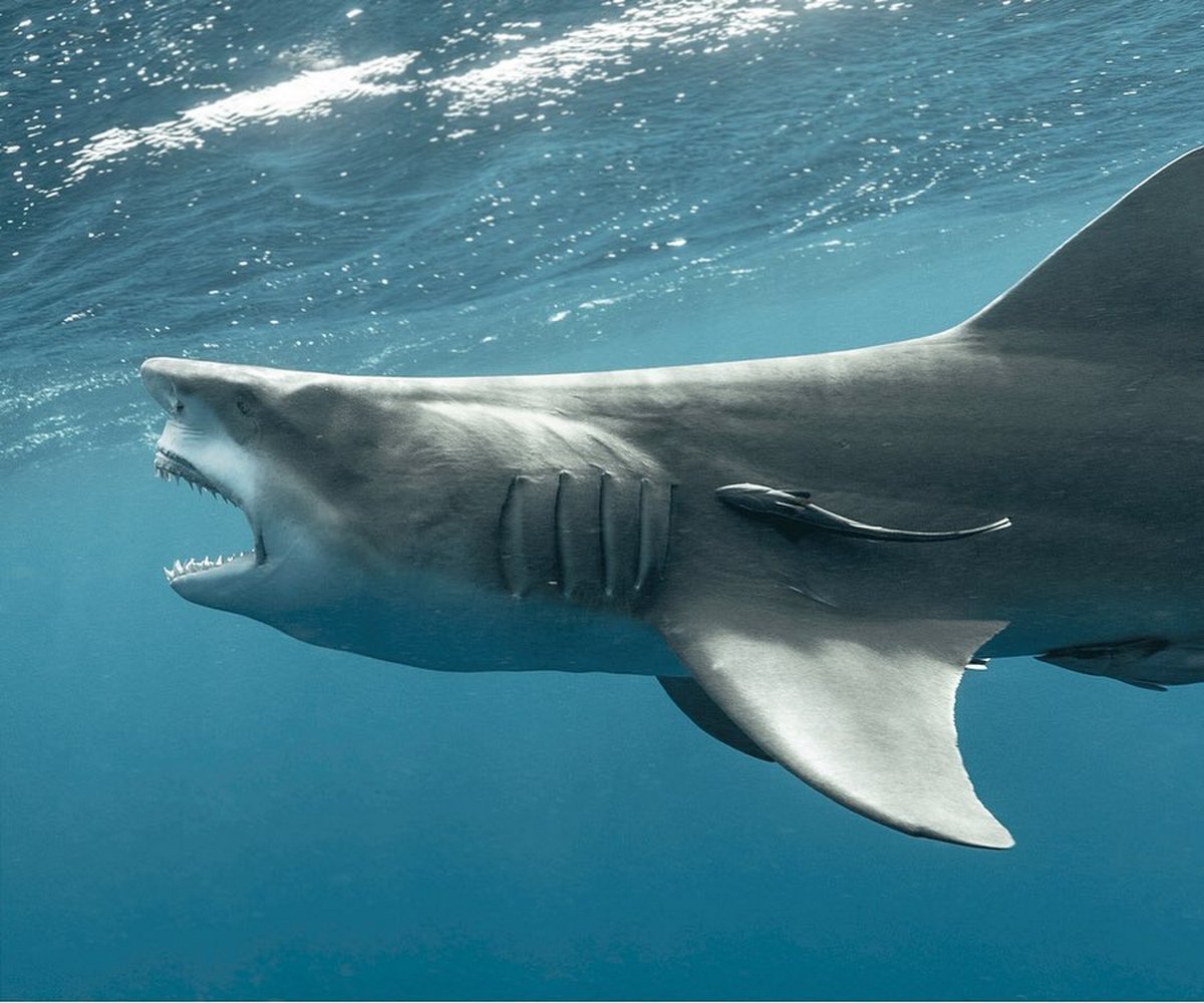 Un requin qui ressemble à Donald Trump aperçu en Floride
