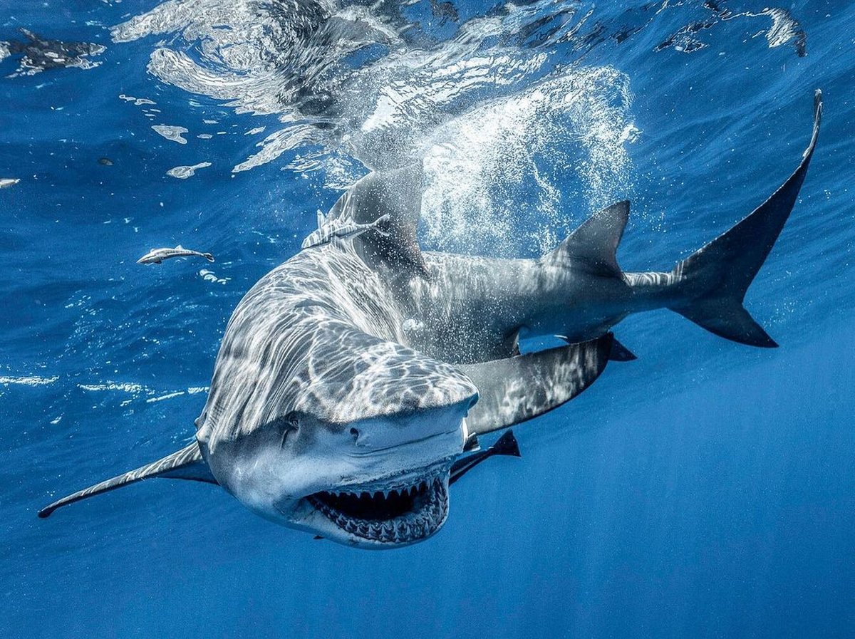 Un requin qui ressemble à Donald Trump aperçu en Floride