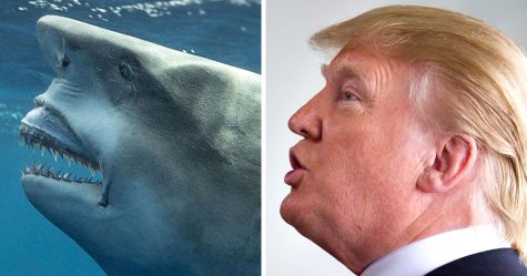 Un requin qui ressemble à Donald Trump aperçu en Floride