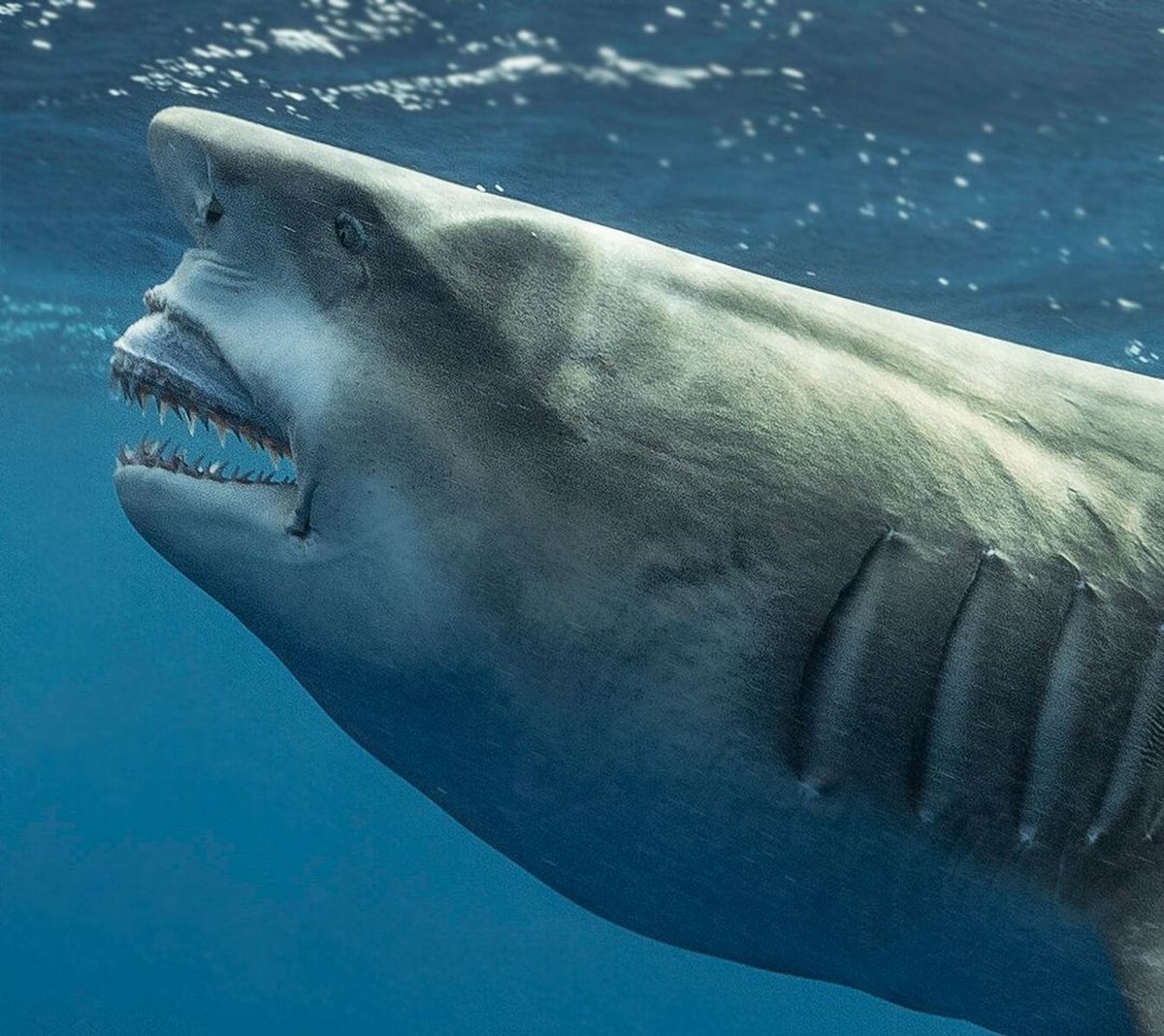 Un bébé requin à visage « humain » surprend un pêcheur