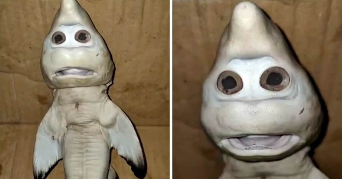 Un bébé requin à visage « humain » surprend un pêcheur