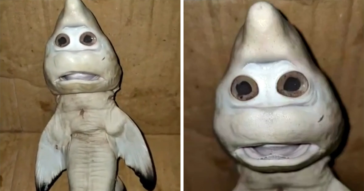 Un bébé requin à visage « humain » surprend un pêcheur