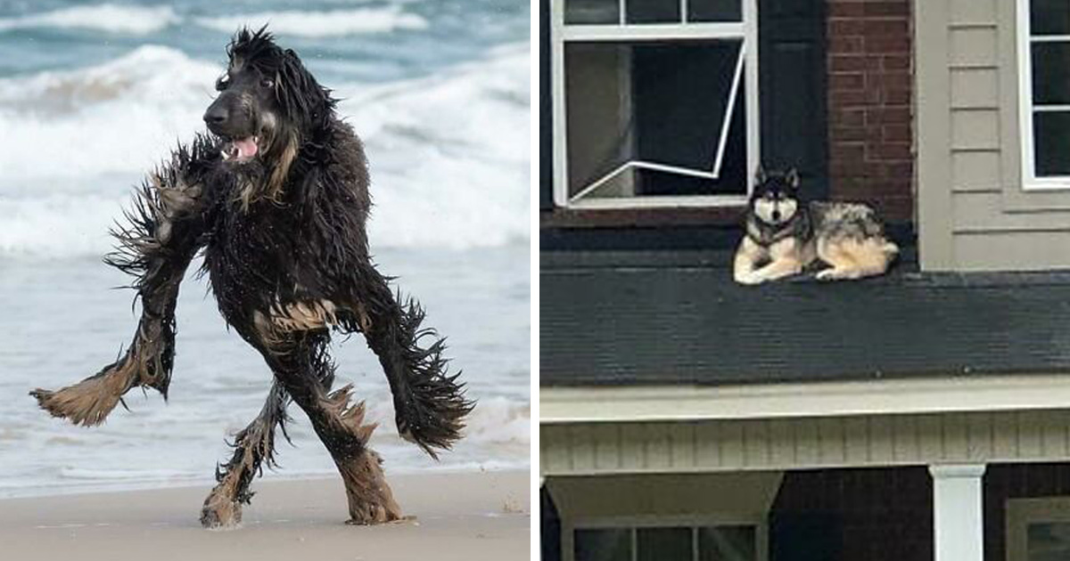 « Qu’est-ce qu’il a ton chien ? » : des gens partagent des photos de leurs chiens « défectueux » dans ce groupe en ligne