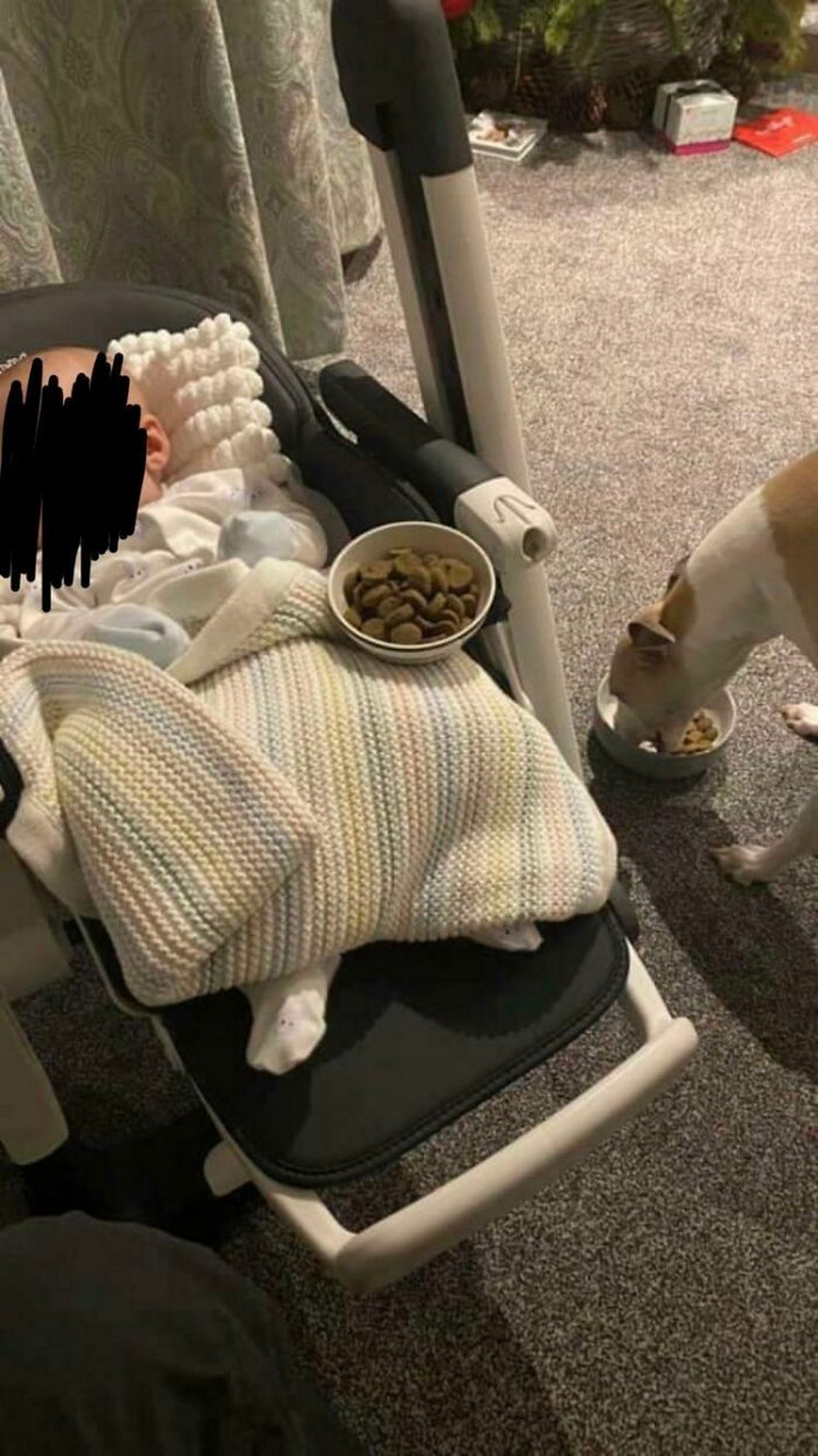 Si tu penses que tes enfants n’ont pas besoin d’un chien après avoir vu ces images, tu dois être un chat