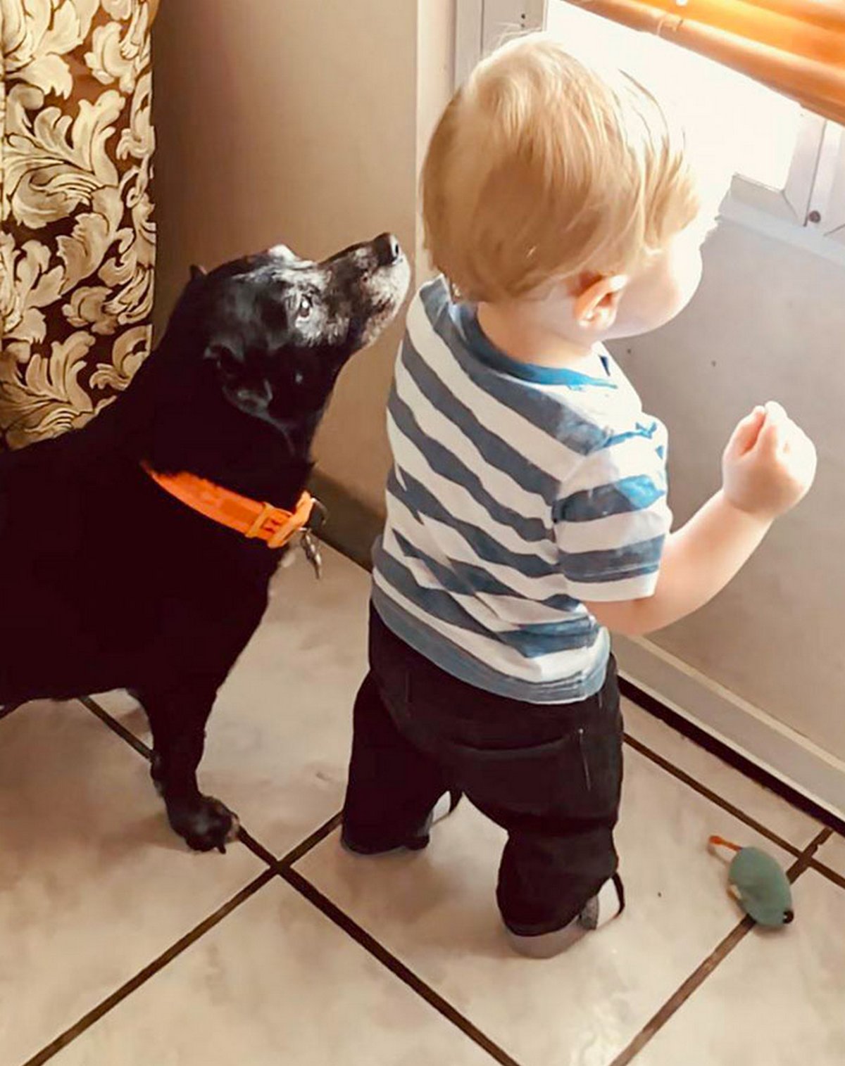 Si tu penses que tes enfants n’ont pas besoin d’un chien après avoir vu ces images, tu dois être un chat