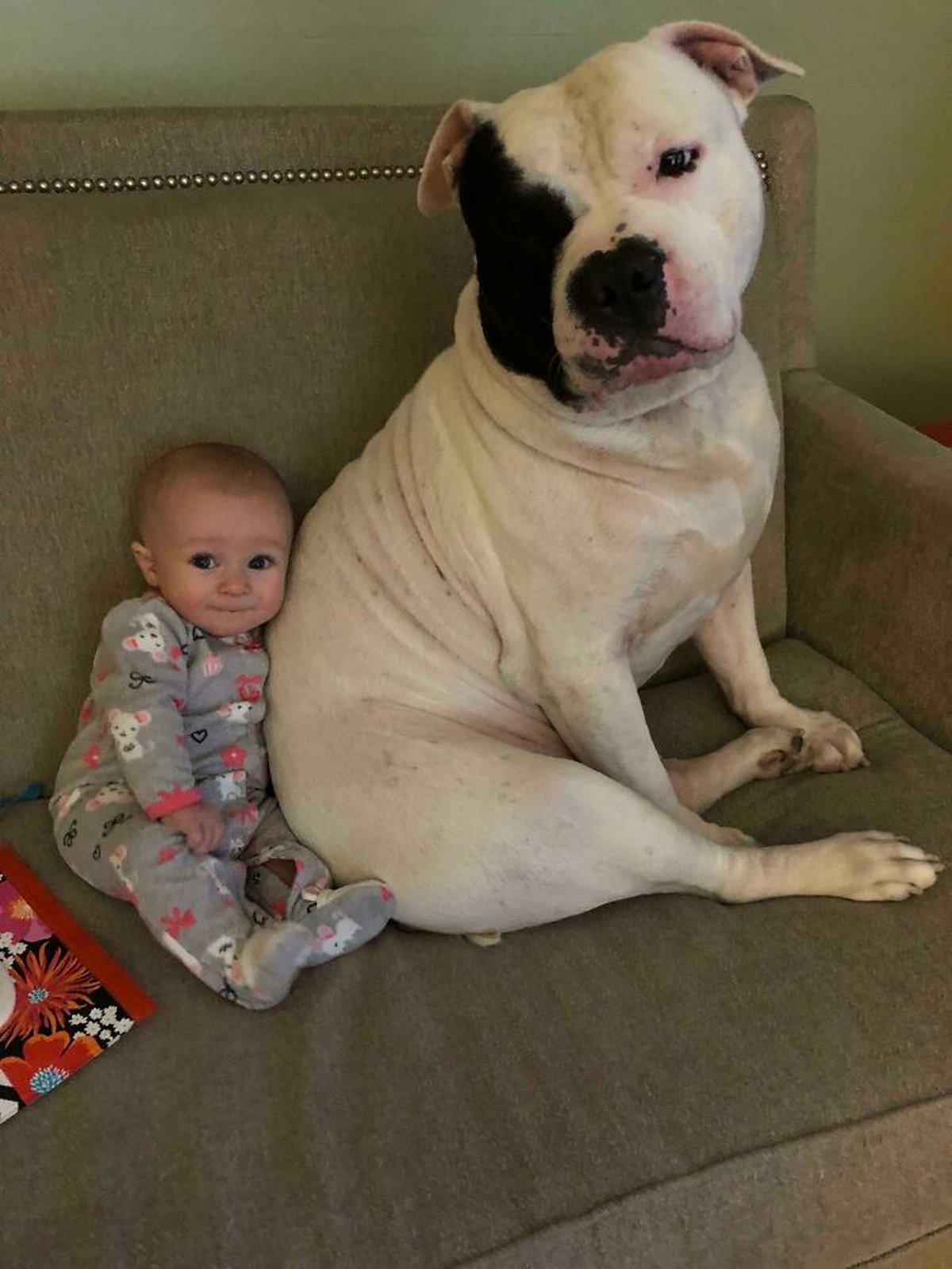 Si tu penses que tes enfants n’ont pas besoin d’un chien après avoir vu ces images, tu dois être un chat