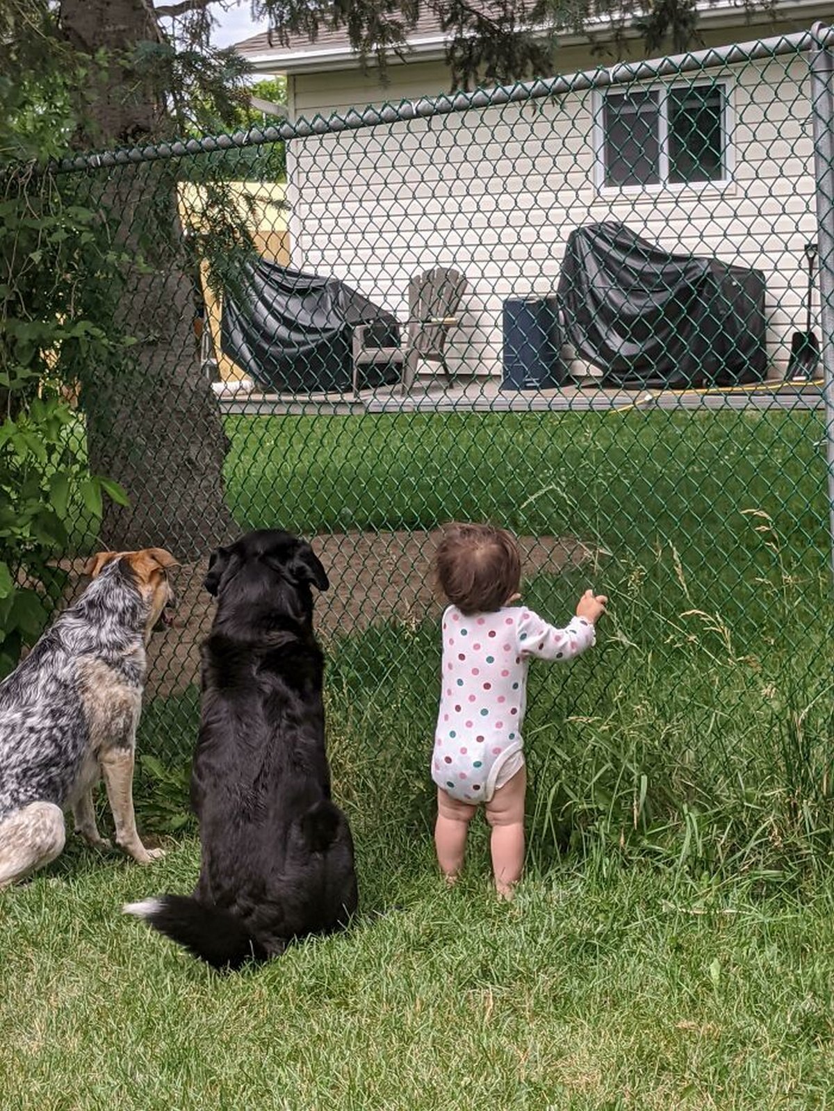 Si tu penses que tes enfants n’ont pas besoin d’un chien après avoir vu ces images, tu dois être un chat