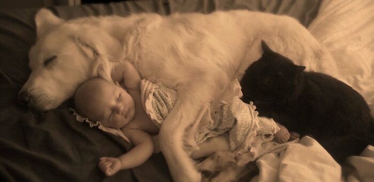 Si tu penses que tes enfants n’ont pas besoin d’un chien après avoir vu ces images, tu dois être un chat