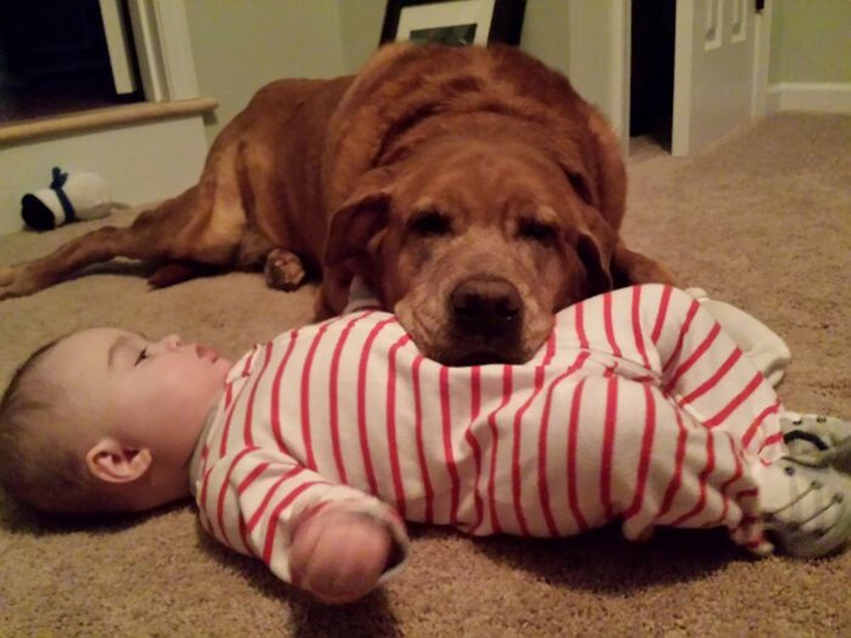 Si tu penses que tes enfants n’ont pas besoin d’un chien après avoir vu ces images, tu dois être un chat