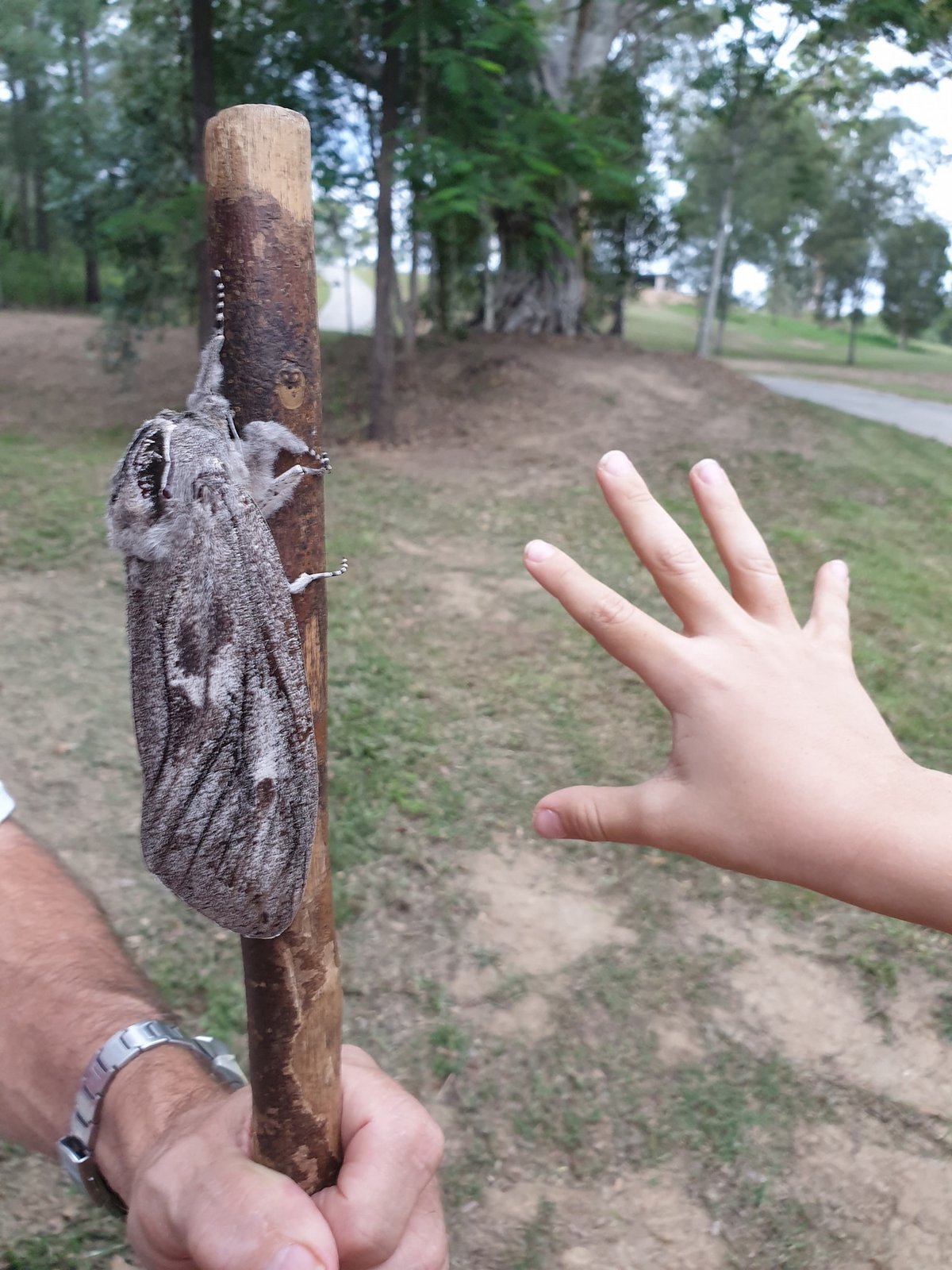 Une femme australienne découvre un papillon de nuit de la taille d’une main humaine avec une envergure de 25 cm