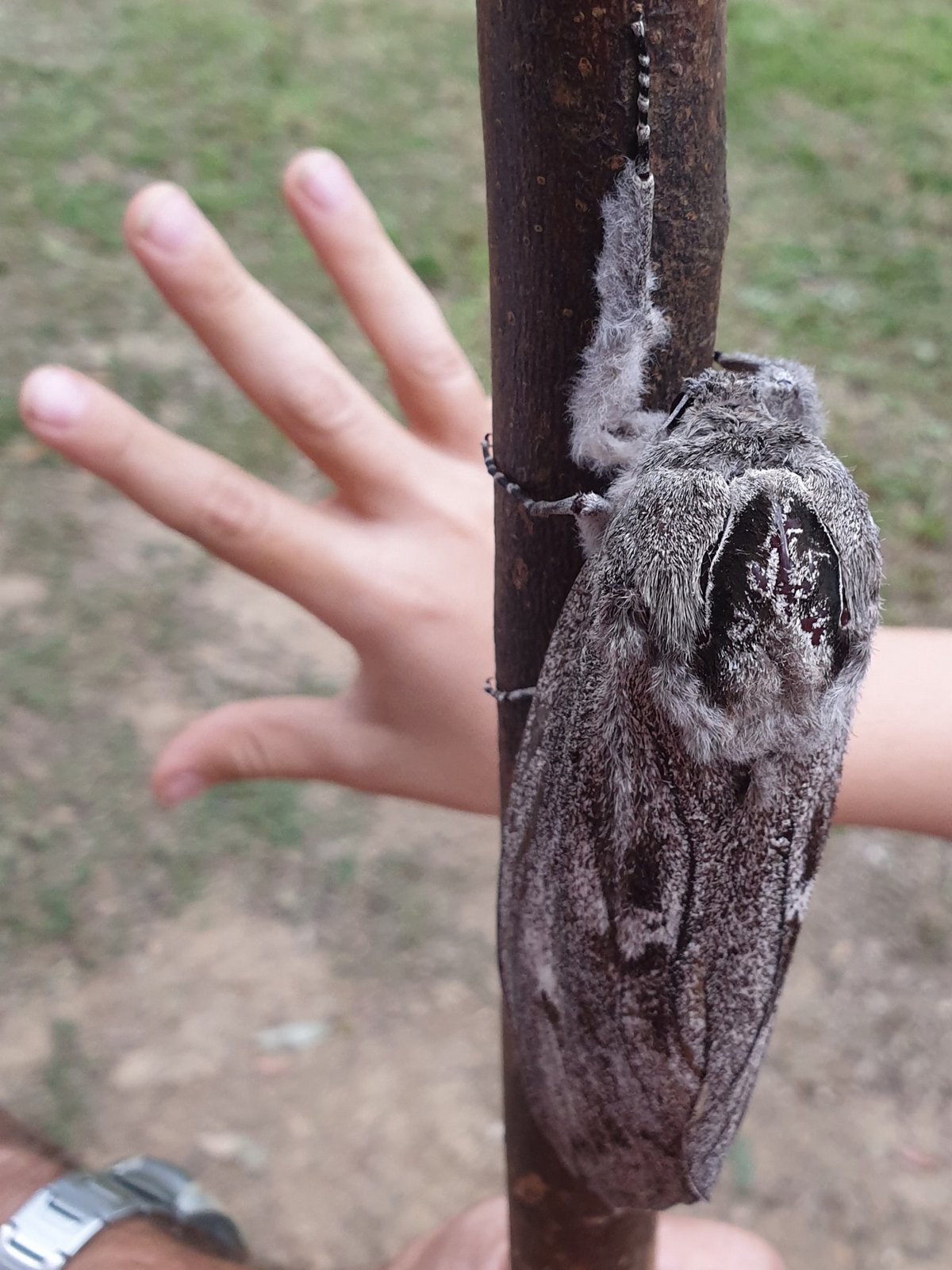 Une femme australienne découvre un papillon de nuit de la taille d’une main humaine avec une envergure de 25 cm