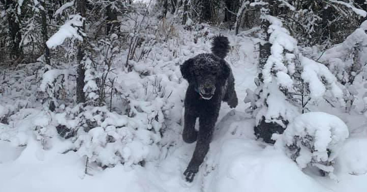 Cette étrange illusion d’optique d’un homme et d’un chien laisse les gens perplexes