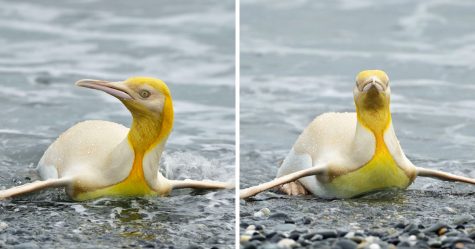 Un manchot jaune très rare a été repéré par un photographe