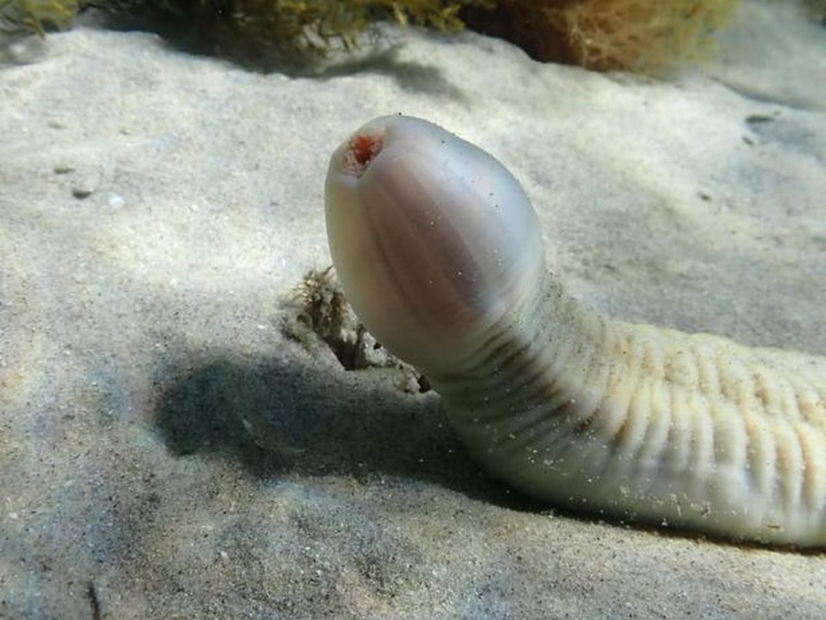 Un rare poisson pénis a été photographié par une apnéiste