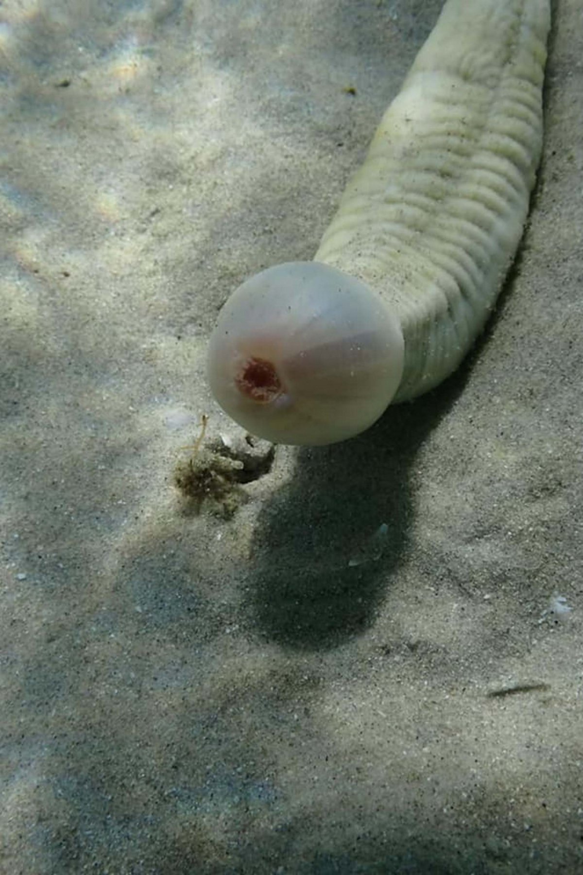 Un rare poisson pénis a été photographié par une apnéiste