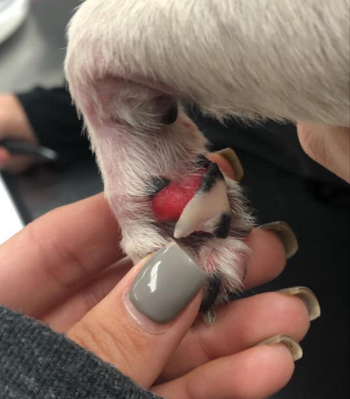 Des vétérinaires préviennent que le sel et le gravier utilisés sur les routes glacées peuvent être très dangereux pour les chiens
