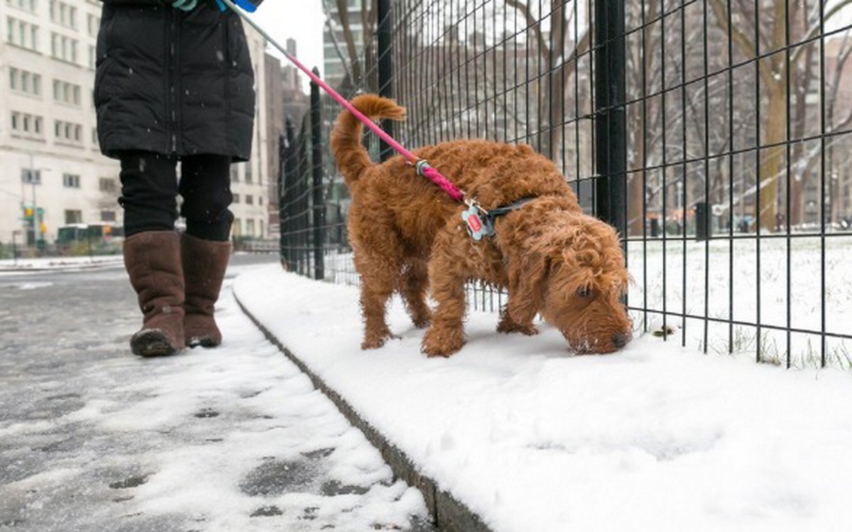Des vétérinaires préviennent que le sel et le gravier utilisés sur les routes glacées peuvent être très dangereux pour les chiens
