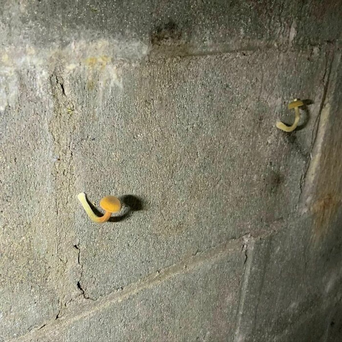 Ces inspecteurs de maisons ont découvert des choses si étranges qu’ils n’ont pu s’empêcher de prendre une photo