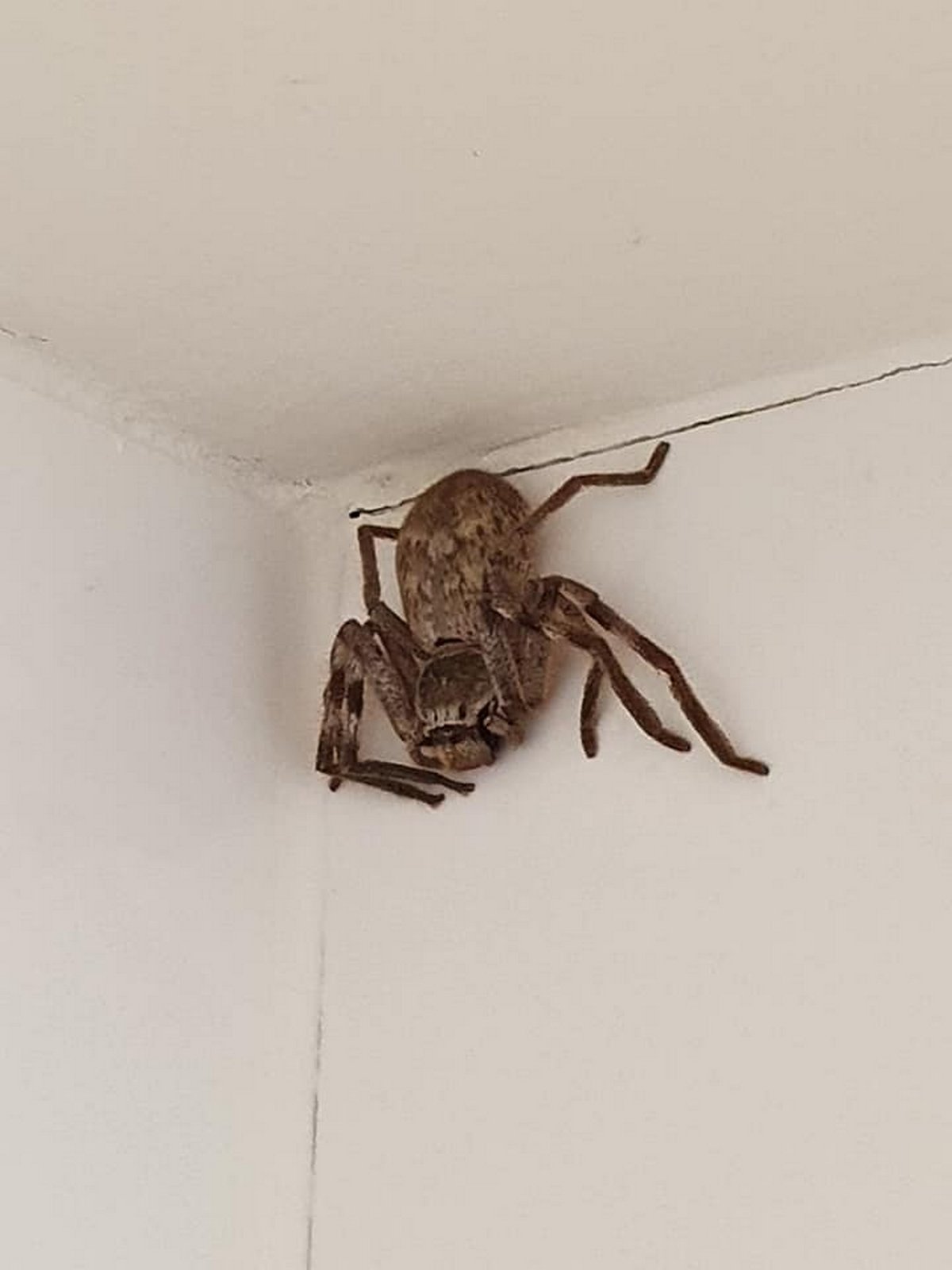 Une femme est terrifiée par une énorme araignée sparassidae après l&#8217;avoir aperçue dans la douche